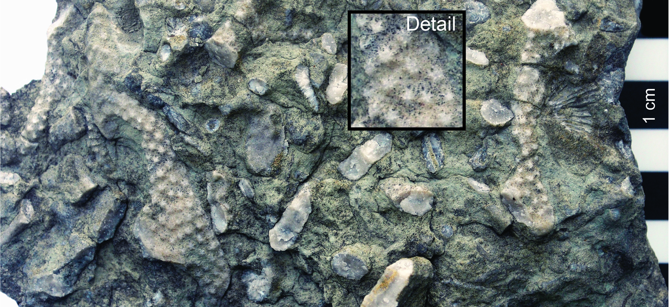 Constellaria fossils